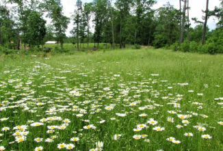 Connecting Children and Nature